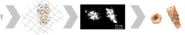Presseinformation zum Thema "ONE-Mikroskopie: mit dem Lichtmikroskop vom Molekül zur 3D-Struktur"