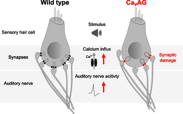 Picture for the press release "Calcium channel in the ear: How a tiny mistake affects hearing"