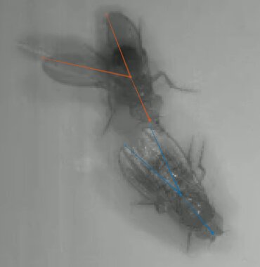 Link to Press Release regarding the subject "How social experiences shape behavior"