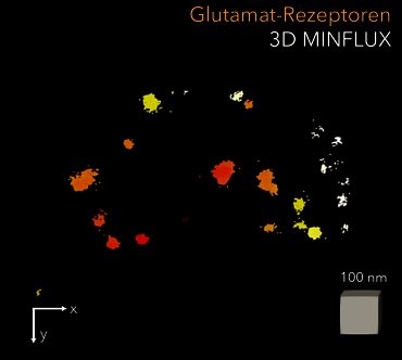 Bild zur Presseinformation "Teamwork im Innenohr – unser Hören baut auf organisierte Gruppierung von Proteinen"