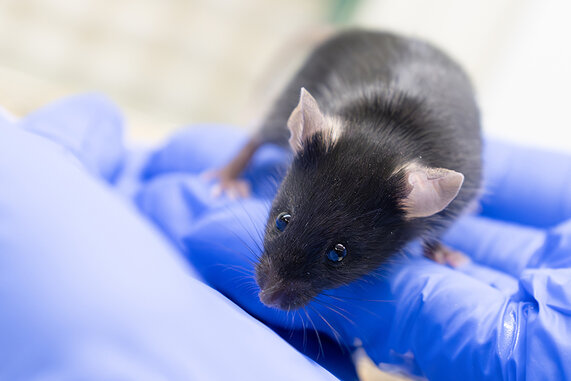 Bild zur Presseinformation "Neues Tiermodell liefert wichtige Erkenntnisse zur Entstehung chronischer Muskelentzündung"