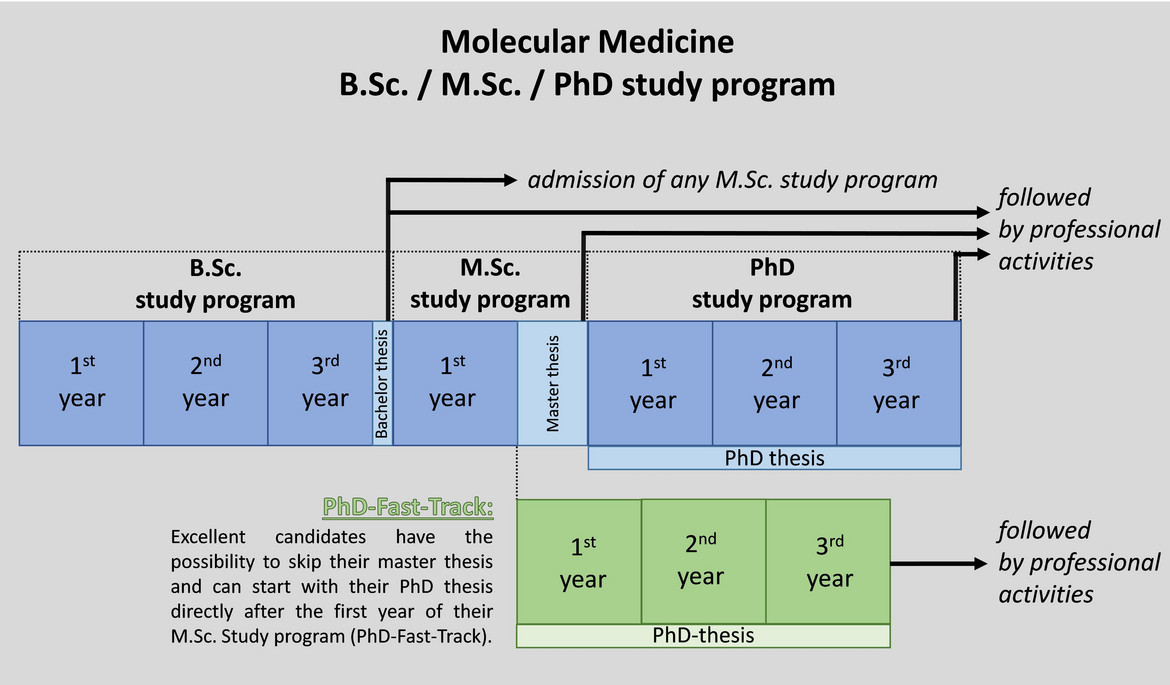 Übersicht Struktur Molekularmedizinstudium